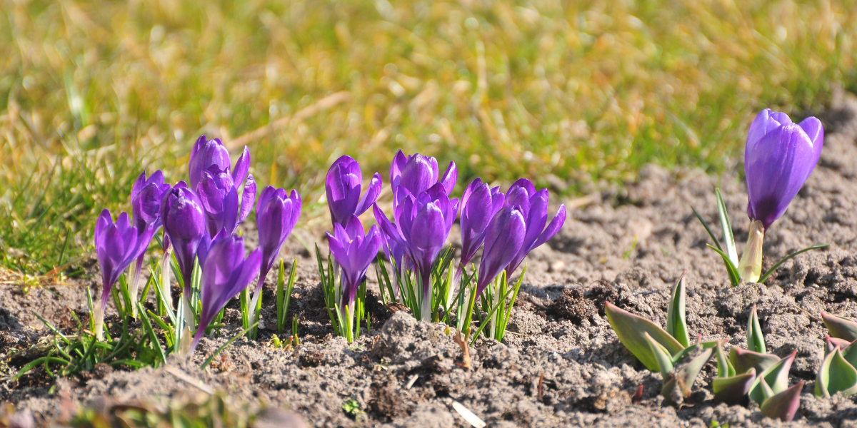 Spring Crocus